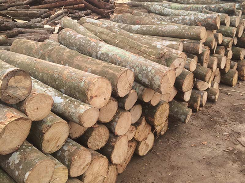 Giải đáp câu hỏi: Gỗ keo có tốt hay không?