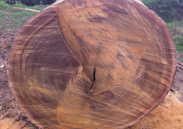 Cây long não - một trong các loại gỗ quý ở Tây Nguyên và TQ