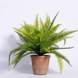 Cây dương xỉ trong phong thủy và những điều bạn cần biết